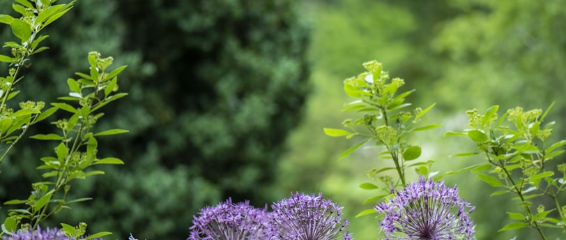 Backyard Garden Transformation on a Budget: A Case Study of a Young Couple's Journey